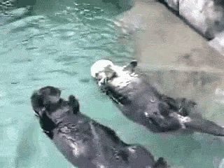 An otter with tags: otter