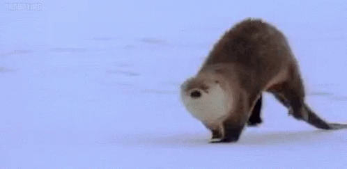 An otter with tags: otter