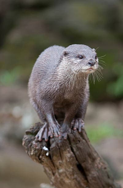 An otter with tags: otter