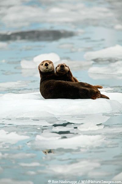 An otter with tags: otter