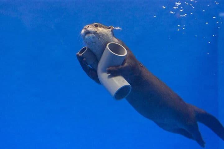 An otter with tags: otter