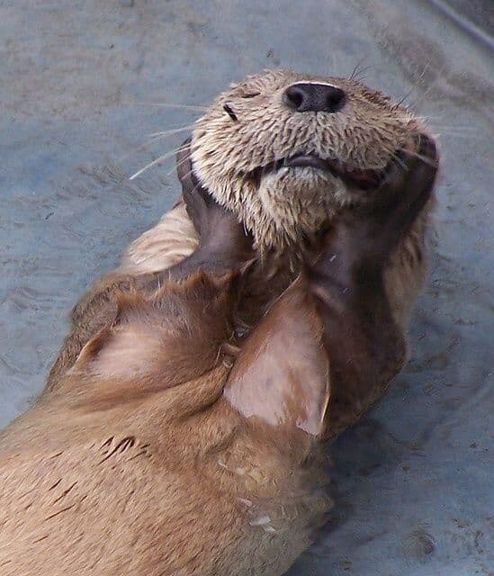 An otter with tags: otter