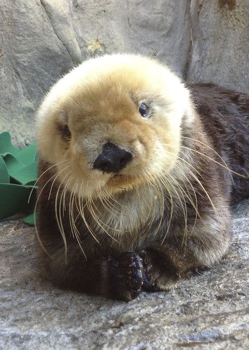 An otter with tags: otter